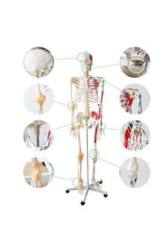 Tam Iskelet Maketi 170Cm Model 12