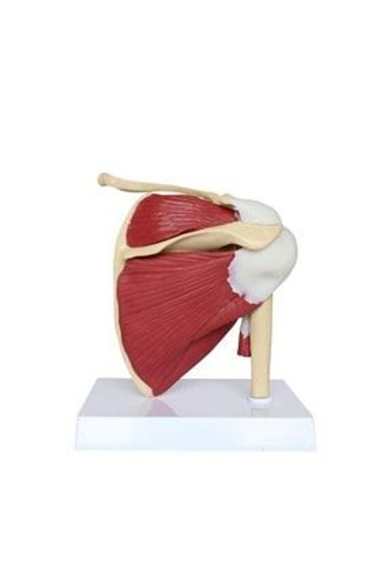 Kaslı Omuz Maketi Model33