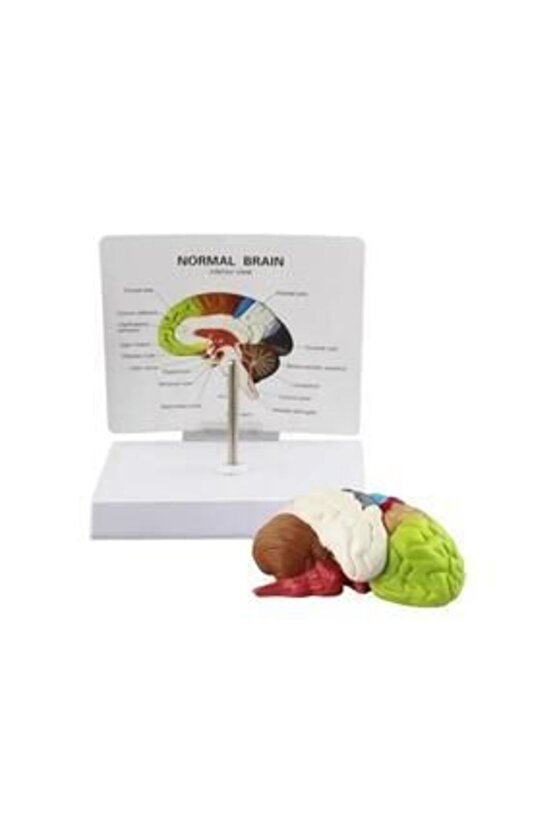 Renkli Beyin MaketiModel 47