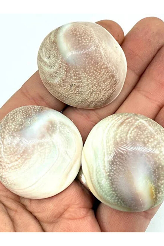 Doğal Yılancık Taşı Operculum 4 ADET