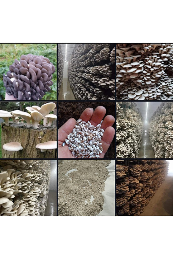 68 Kğ İstiridye Kavak Kayın Yaprak Mantarı Tohumu