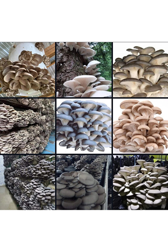 68 Kğ İstiridye Kavak Kayın Yaprak Mantarı Tohumu