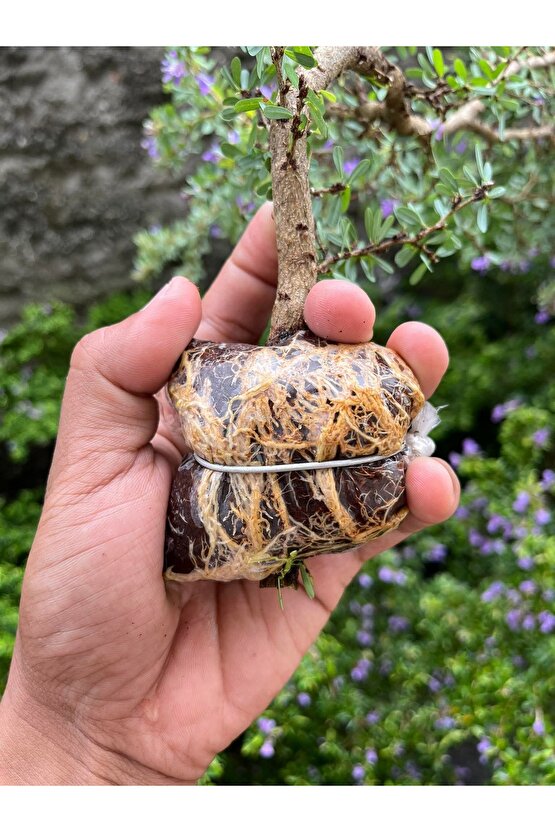 Bitki Çelik Köklendirici Özel Torf