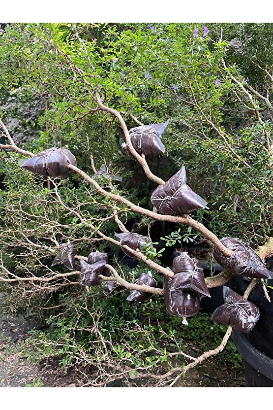 Bitki Çelik Köklendirici Özel Torf