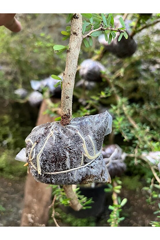 Bitki Çelik Köklendirici Özel Torf