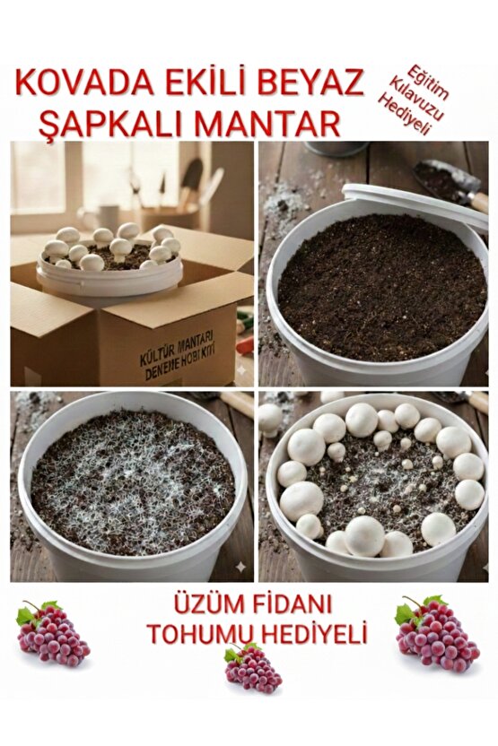 Kovada Beyaz Şapkalı Kültür Mantarı Ekili Deneme Kiti