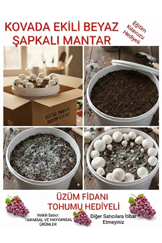 Kovada Beyaz Şapkalı Kültür Mantarı Ekili Deneme Kiti