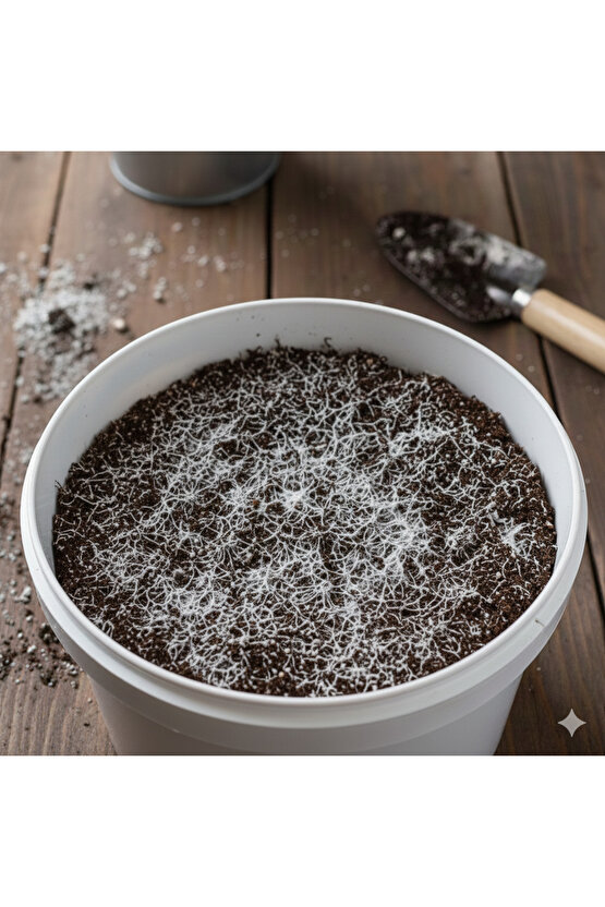 Kovada Beyaz Şapkalı Kültür Mantarı Ekili Deneme Kiti