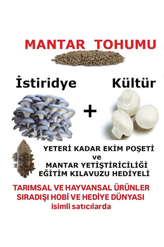 3000 Adet İstiridye ve 3000 Adet Kültür Mantarı Tohumu