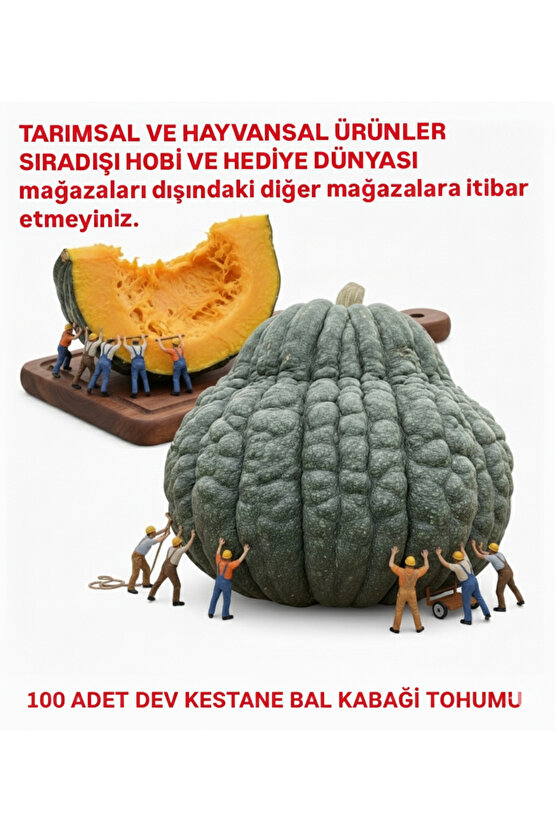 Dev Kestane Bal Kabağı Tohumu 100 Adet
