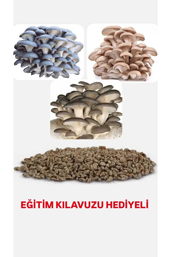 10 Gr İstiridye Kavak Kayın Yaprak Mantarı Tohumu