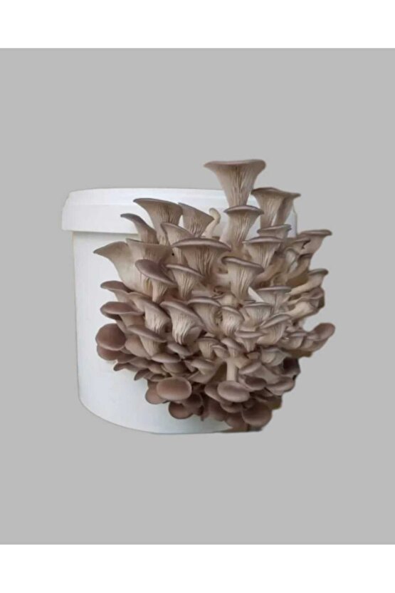 Mantar Tohumu Ekili Kova