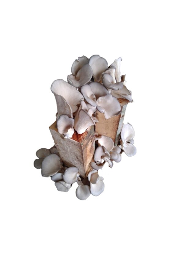 Kavak Mantarı Tohumu Ekili Kütük