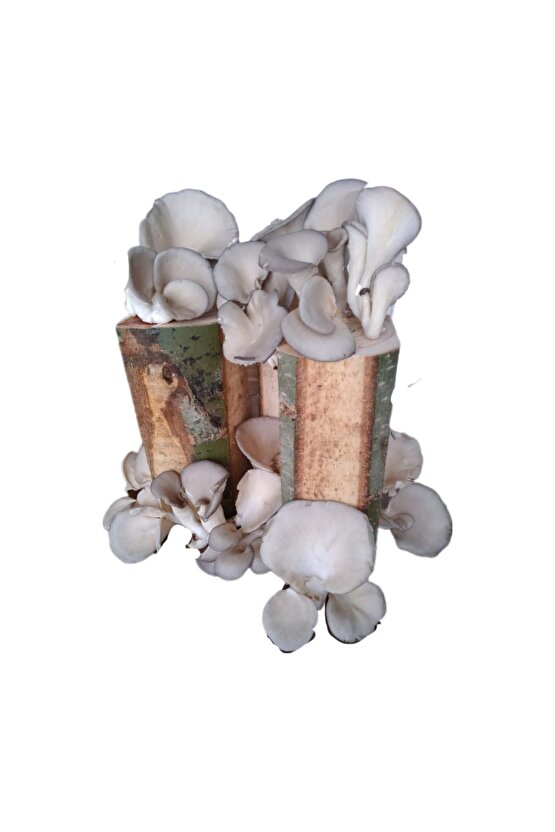 İstiridye Kavak Mantarı Hobi Kiti