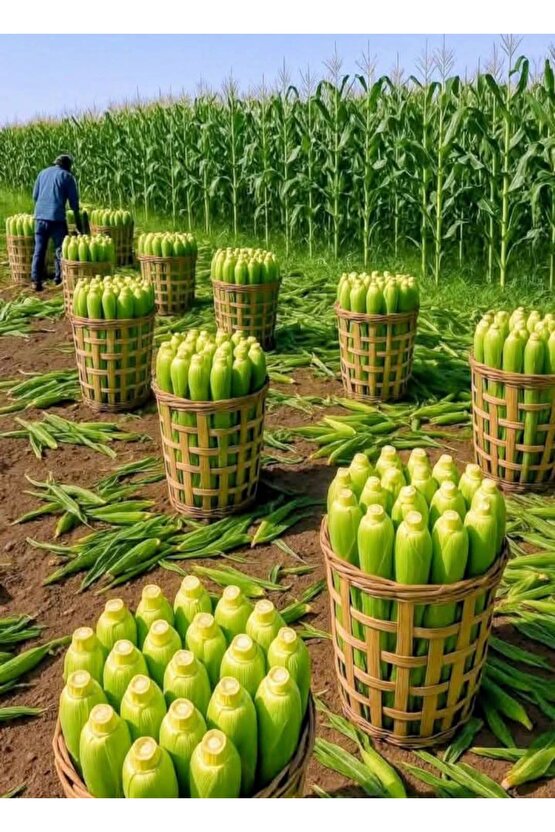 600 Adet Kaynatmalık Mısır Tohumu