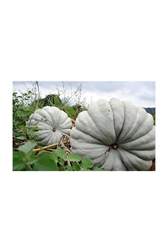 Bal Kabak Tohumu (kestane Kabağı) 20ad