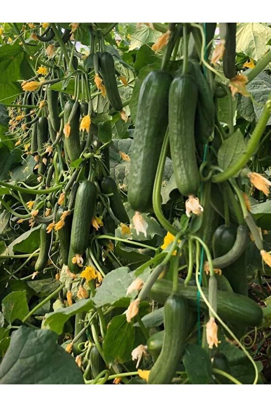 Sera Salatalık Tohumu 2000 Adet