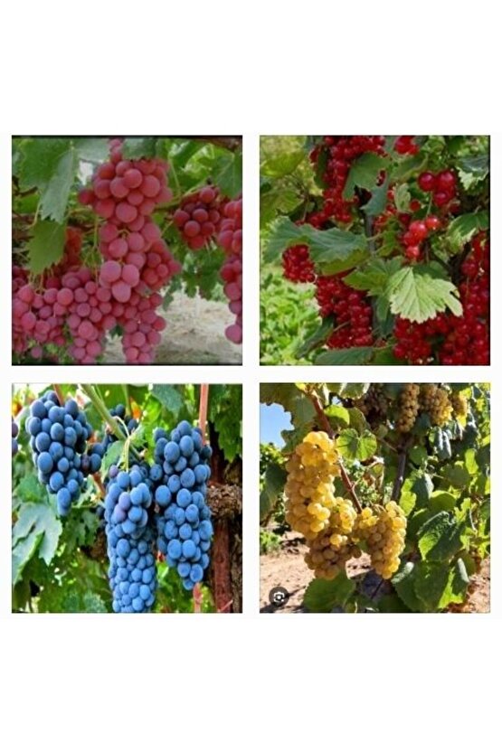 5000 Adet Üzüm Fidanı Tohumu