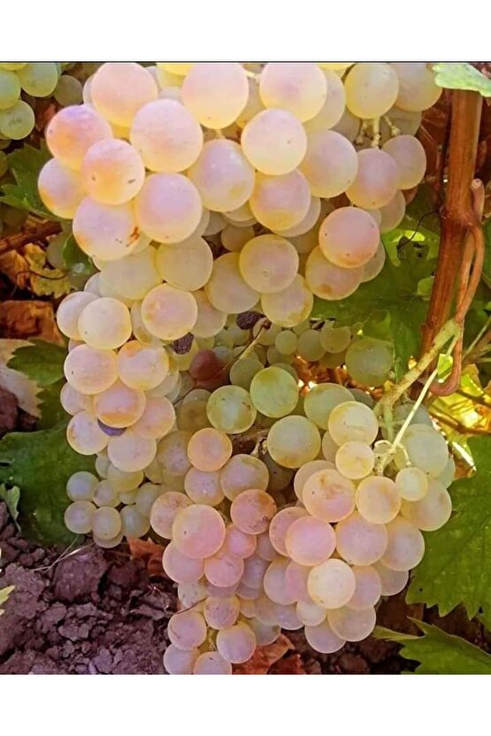 5000 Adet Üzüm Fidanı Tohumu