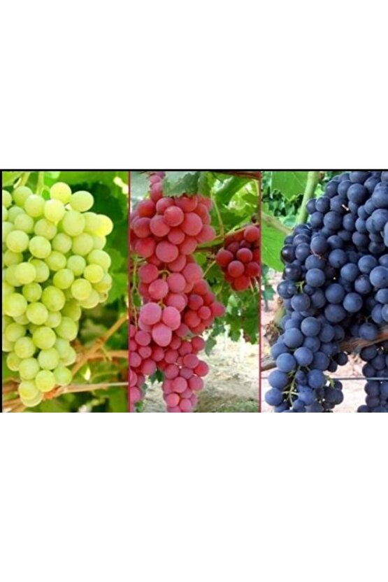 5000 Adet Üzüm Fidanı Tohumu