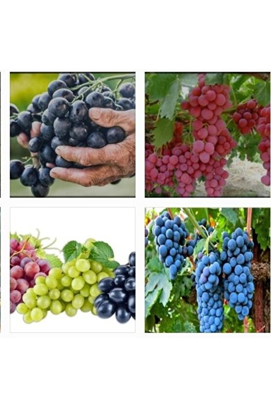 5000 Adet Üzüm Fidesi Tohumu