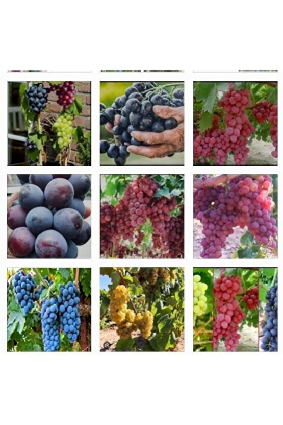 3500 Adet Üzüm Fidanı Tohumu