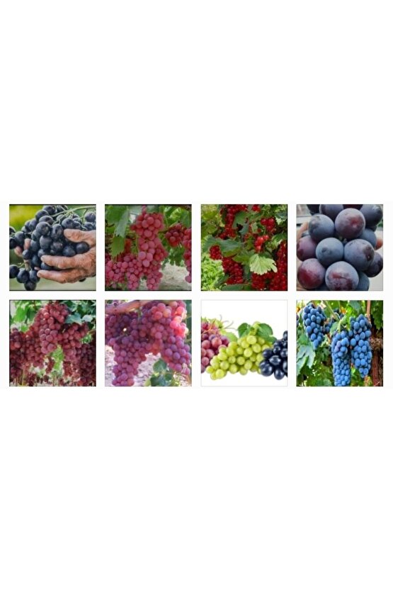 1500 Adet Üzüm Fidanı Tohumu