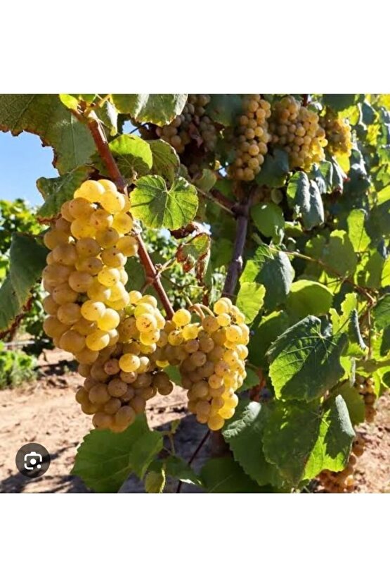 1500 Adet Üzüm Fidanı Tohumu