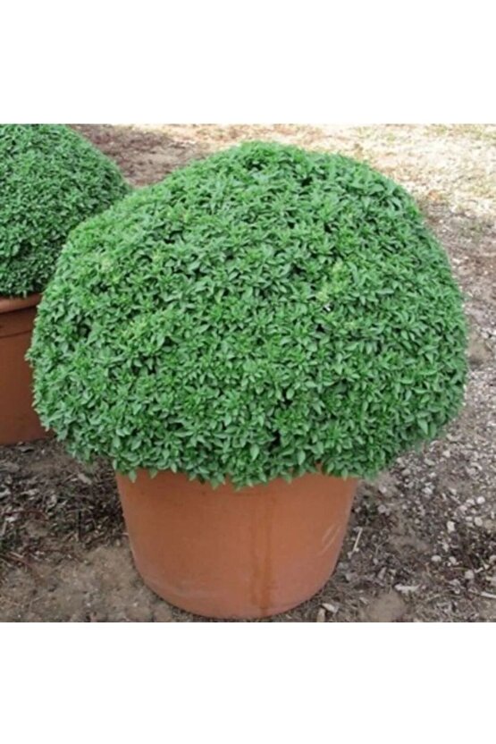 Sivrisinek Savar Tohumu (Ortalama 750 Adet)