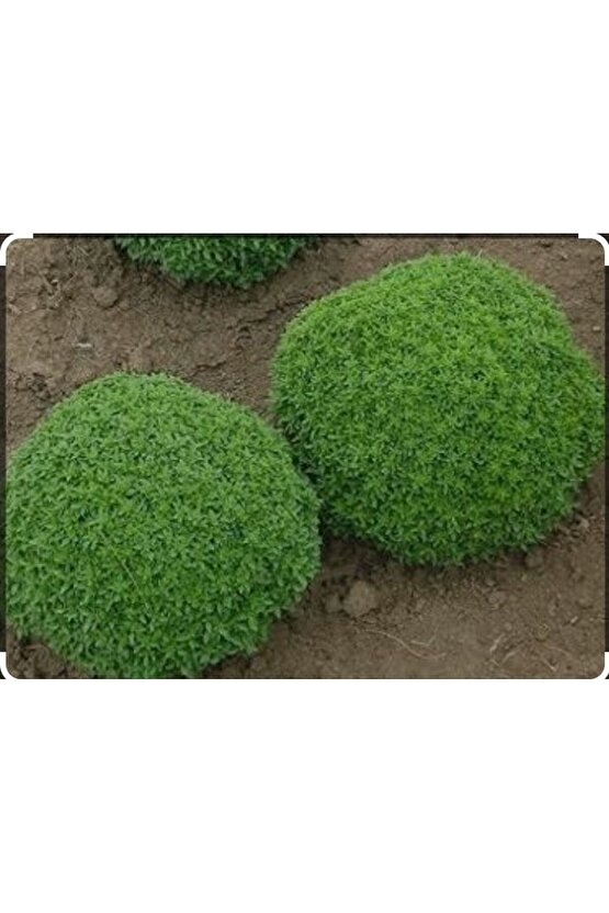 Sivrisinek Savar Tohumu (Ortalama 750 Adet)