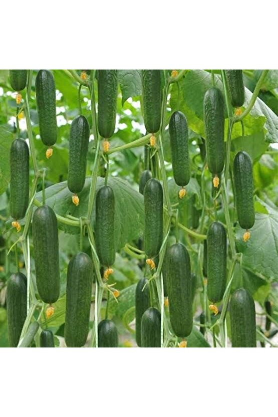 1000 Adet Köylü Salatalık Tohumu