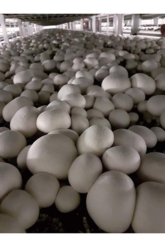 51 Kğ Beyaz Şapkalı Kültür Mantarı Tohumu