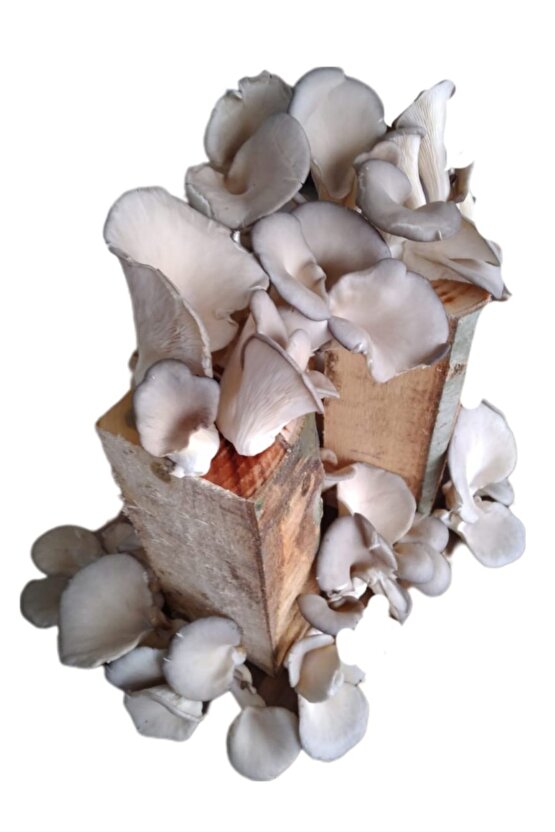 Kütükte İstiridye Mantarı Deneme Hobi Kiti