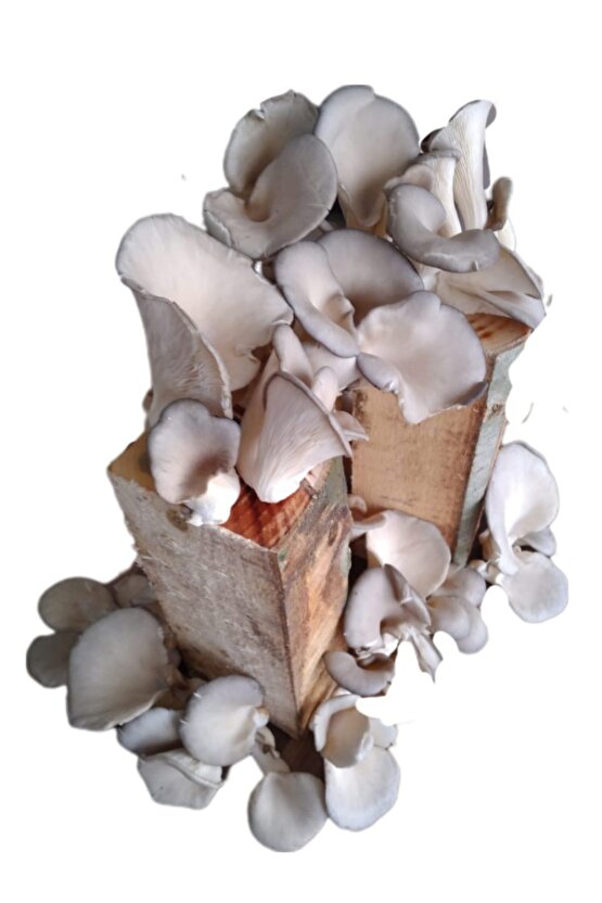 Kütükte İstiridye Mantarı Deneme Hobi Kiti