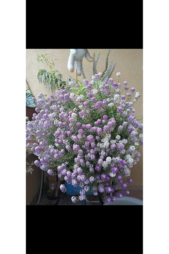 13 Litre Kraliyet Halısı Çiçeği Ekim ve Bakım Torfu