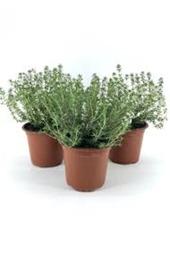 13 Litre Kekik ve Nane Ekim Bakım ve Çoğaltma Torfu