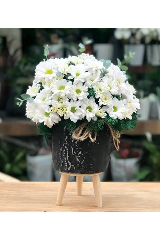 13 Litre Papatya Ekim ve Bakım Torfu