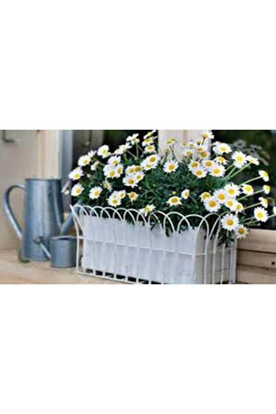 13 Litre Papatya Ekim ve Bakım Torfu