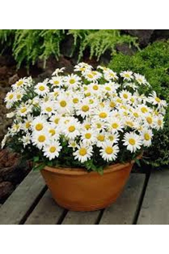 13 Litre Papatya Ekim ve Bakım Torfu