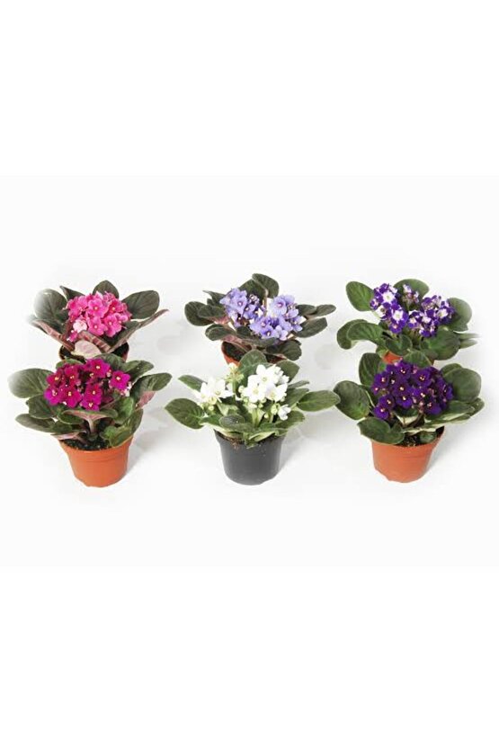 13 Litre Menekşe Çiçeği Ekim ve Bakım Torfu