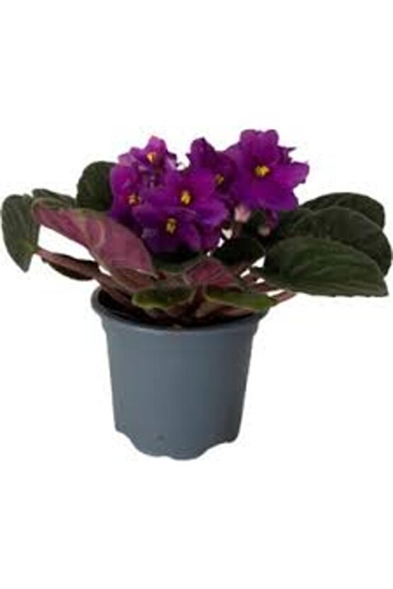 13 Litre Menekşe Çiçeği Ekim ve Bakım Torfu