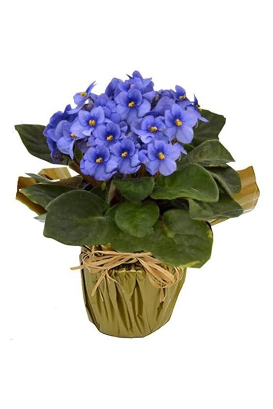 13 Litre Menekşe Çiçeği Ekim ve Bakım Torfu