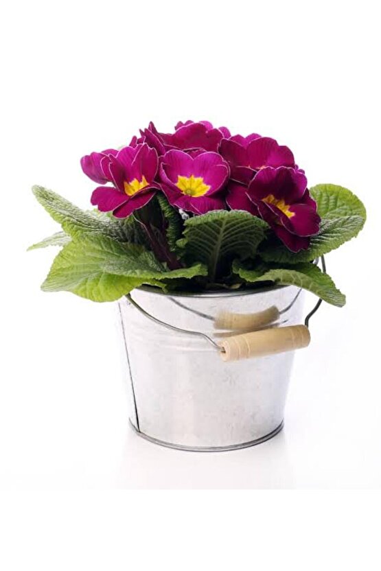 13 Litre Menekşe Çiçeği Ekim ve Bakım Torfu