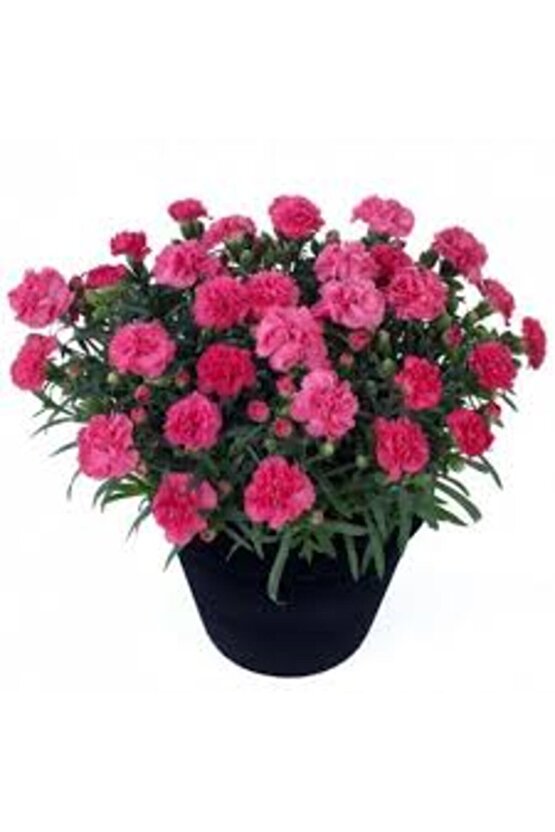 13 Litre Karanfil Çiçeği Ekim ve Bakım Torfu