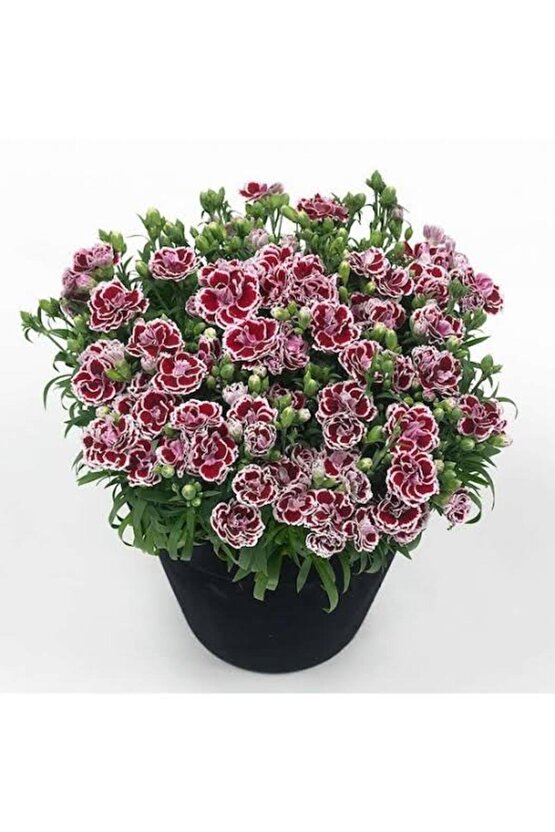 13 Litre Karanfil Çiçeği Ekim ve Bakım Torfu