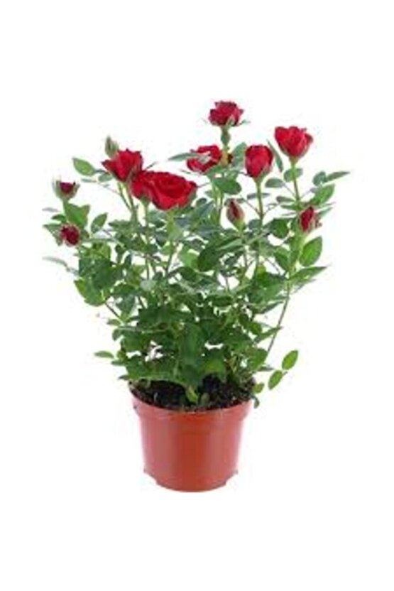 13 Litre Gül Fidanı Ekim ve Köklendirme Torfu