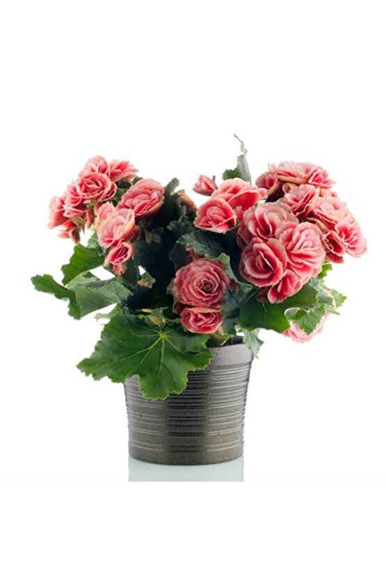 13 Litre Begonya Çiçeği Ekim ve Bakım Torfu