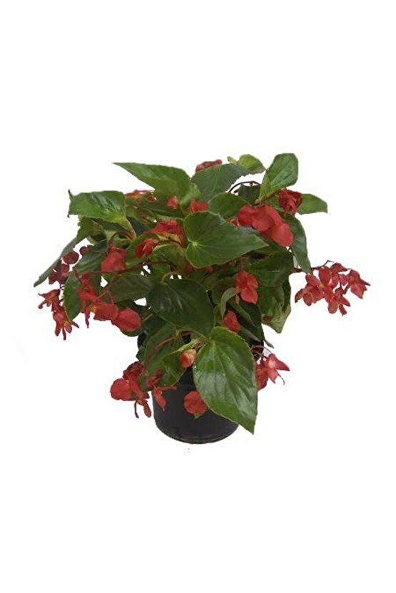 13 Litre Begonya Çiçeği Ekim ve Bakım Torfu