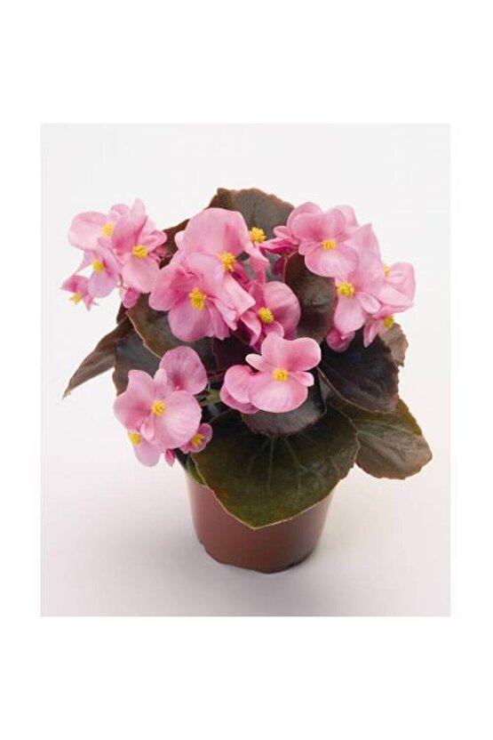 13 Litre Begonya Çiçeği Ekim ve Bakım Torfu