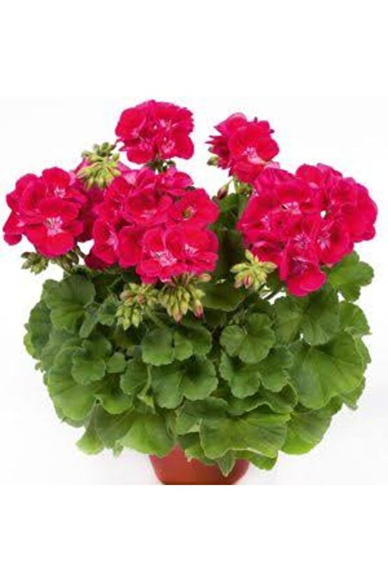 13 LİTRE SULUKENT EKİM VE BAKIM TORFU